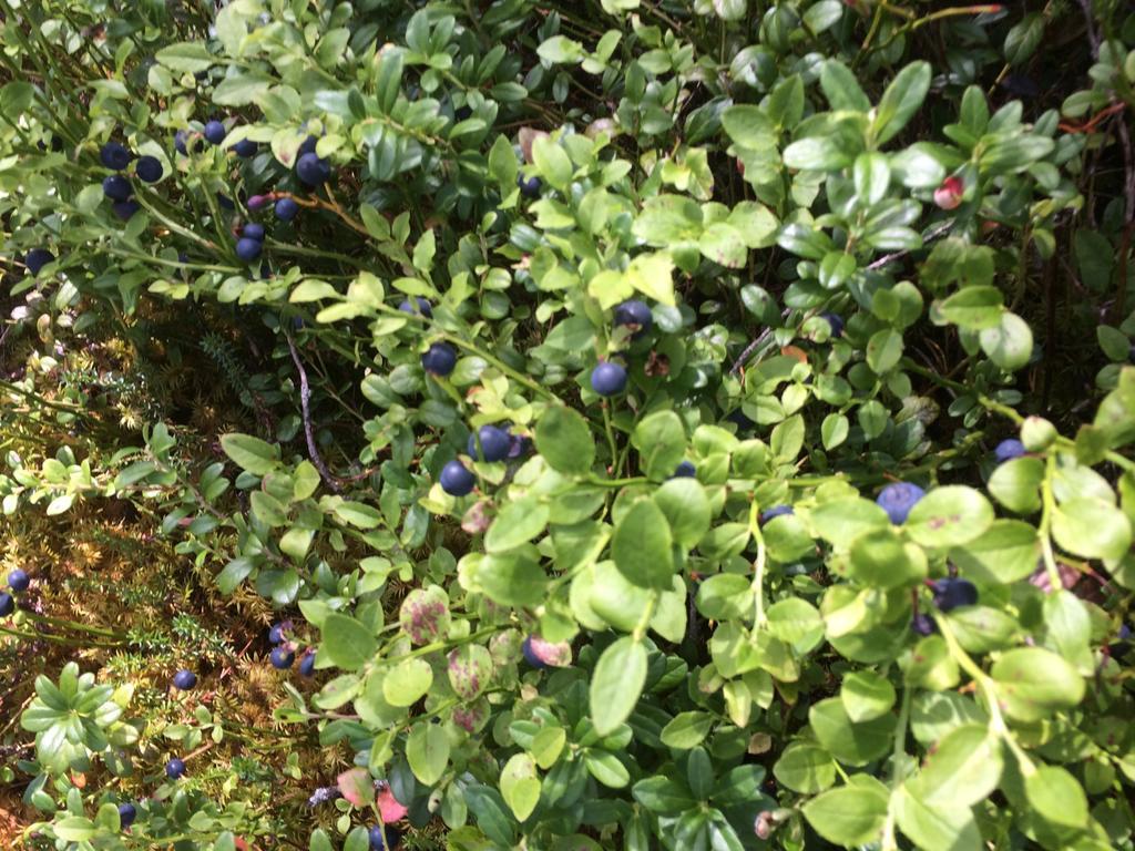Ellis Garden